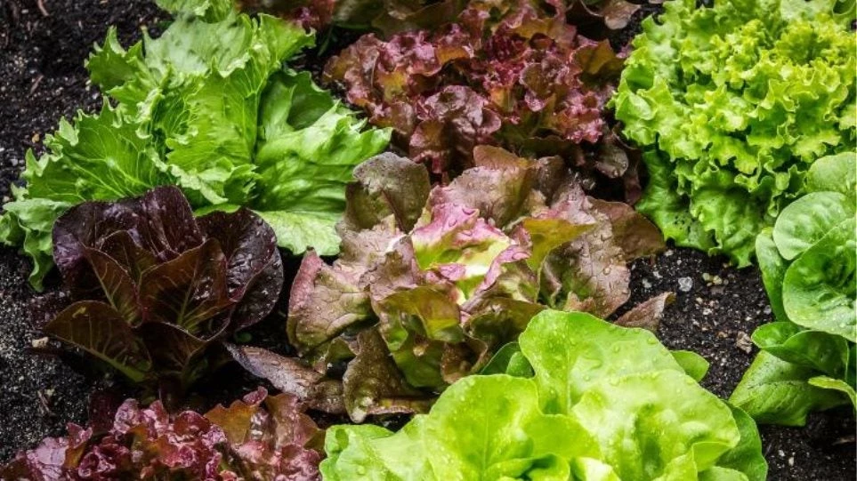 «Πετάξτε τα μαρούλια από το πιάτο σας» προειδοποιούν οι ειδικοί τους Αμερικανούς